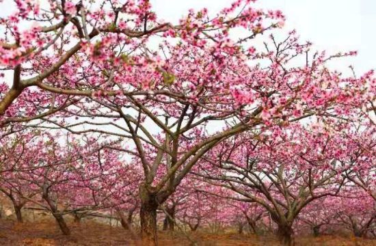 成都青白江获2018全国“最美探春地”
