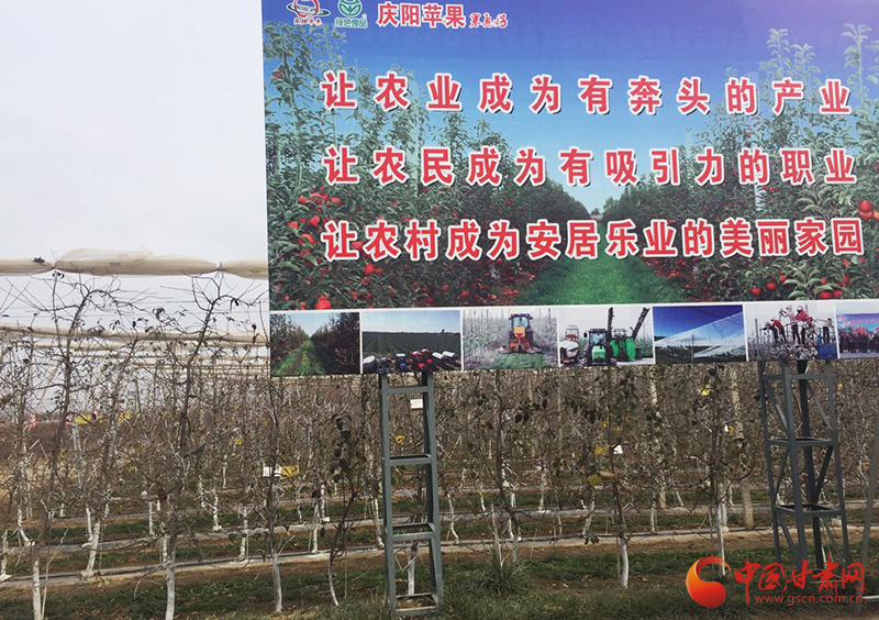 【改革开放40年】“331+”产业扶贫模式引领宁县苹果产业革命（图）