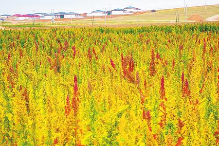 武威市gdp2017_武威市地图(3)