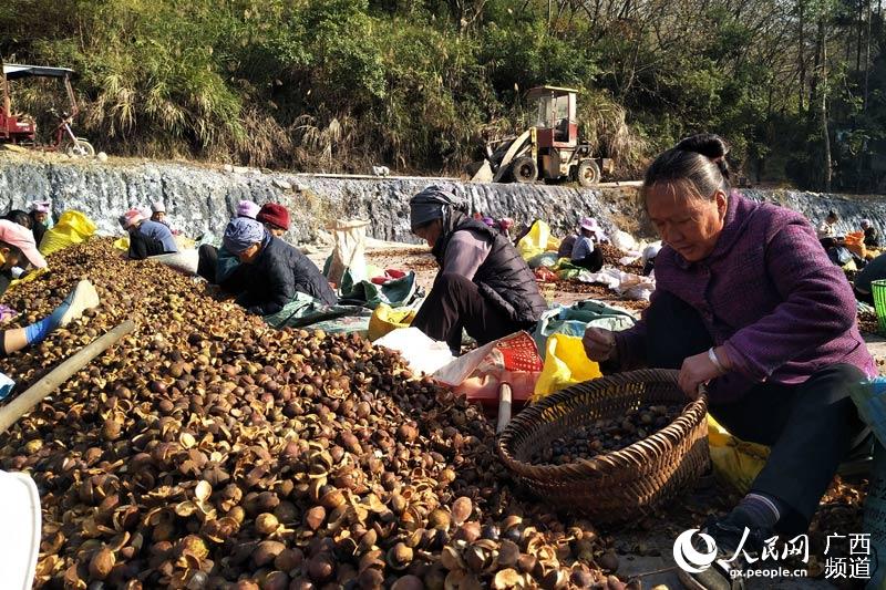 村民正在忙着挑拣油茶籽