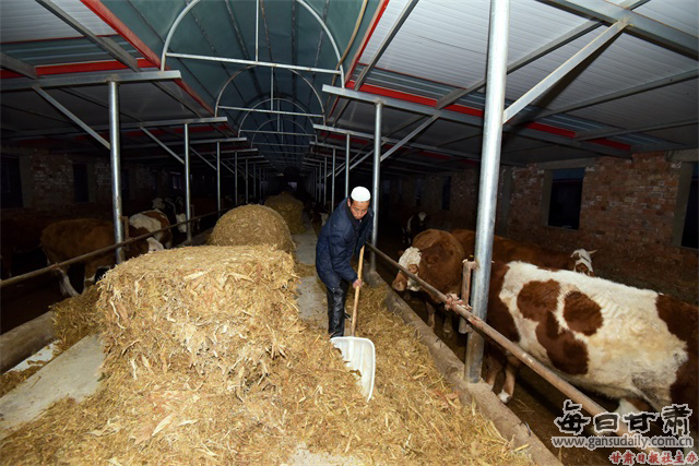 【改革开放40年】母牛给农民发工资 广河县“马局长”做大了“牛产业”