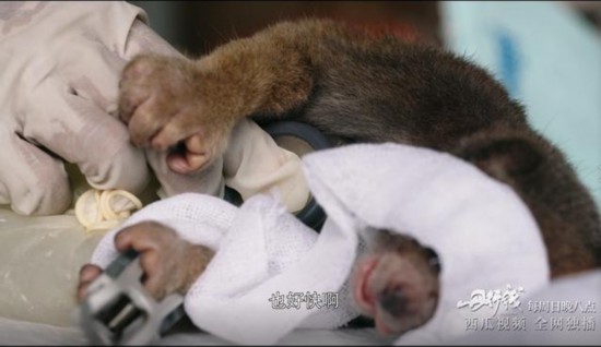 《丹行线》第三期开播 朱丹做手术抢救野生懒猴