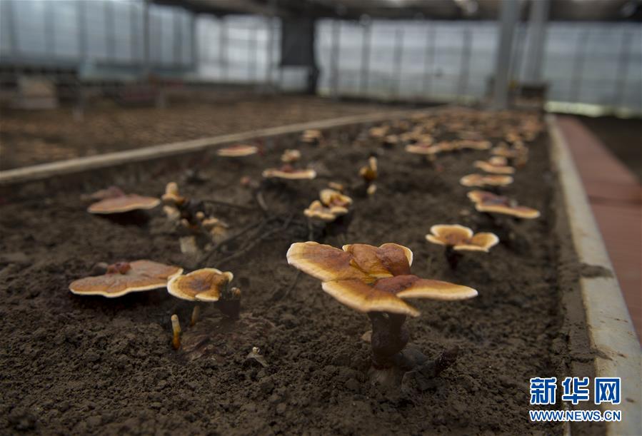 西藏米林县的绿色富裕路（最新发布）