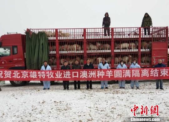 甘肃引进1326只澳大利亚种羊落户 改良品种助农增收