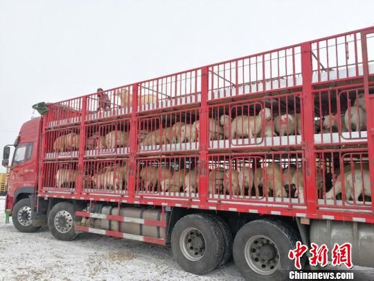 该批种羊将运往古浪县种羊场进行繁育。兰州海关供图