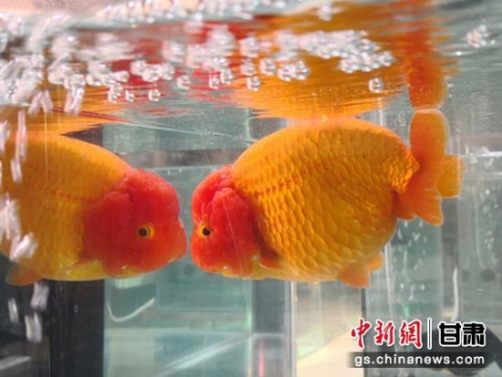 兰州百余条金鱼“颜值争霸” 民众“养眼又养心”