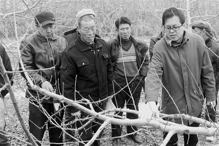 平凉市静宁县结合果产业“一户一策”全面开展冬季果园管理培训