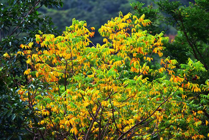 三亚亚龙湾热带天堂森林旅游区呈现“秋色”美景。（黄庆优摄）