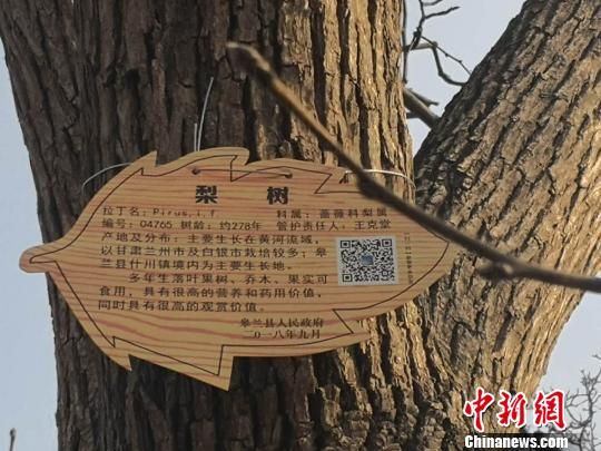 图为印有二维码的百年古树新标牌。 史静静 摄 图为印有二维码的百年古树新标牌。 史静静 摄