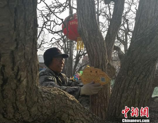 目前,9200余株百年梨树全部完成挂牌工作。图为工作人员正在给古树挂新标牌。 史静静 摄 目前,9200余株百年梨树全部完成挂牌工作。图为工作人员正在给古树挂新标牌。 史静静 摄
