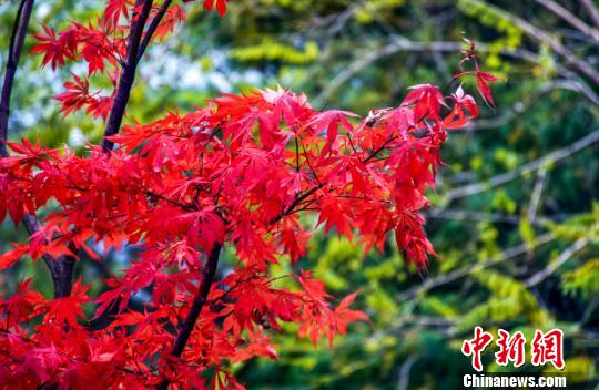 甘肃天水小陇山红叶似火满枝头