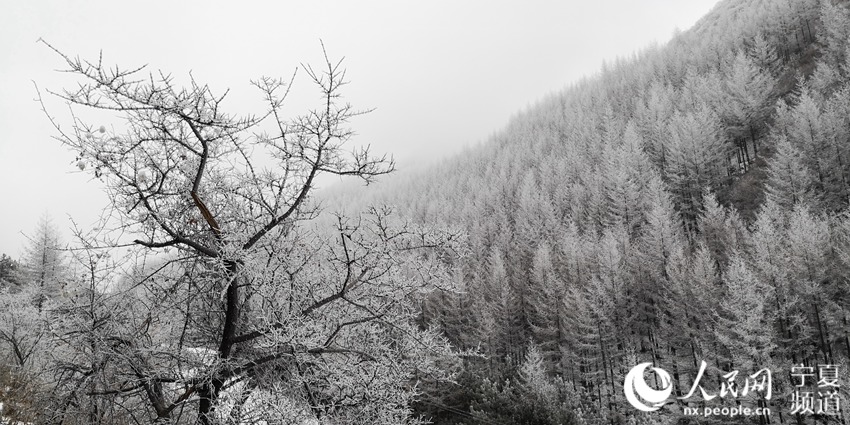 六盘山雪中美景。马国柱 供图