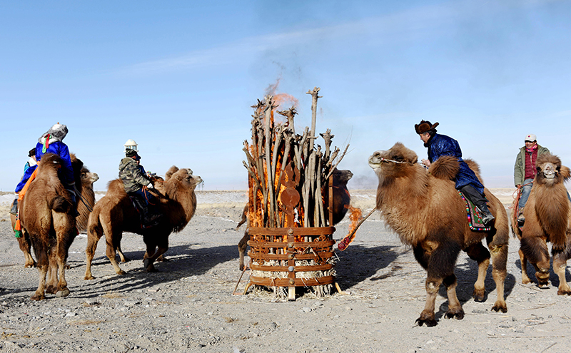 肃北县举办冬季那达慕迎新春骆驼文化节