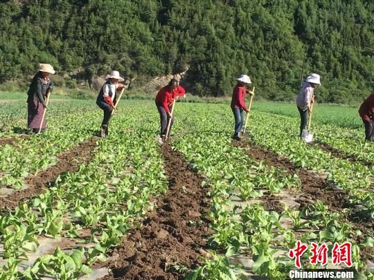 图为术布村村支书刘雪琴刘雪琴倡导村民改变传统种植模式，提高经济收入。(资料图) 钟欣 摄