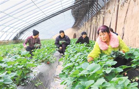 庆阳市西峰区什社乡庆丰村毓馨苑农民专业合作社菜农管护草莓（图）