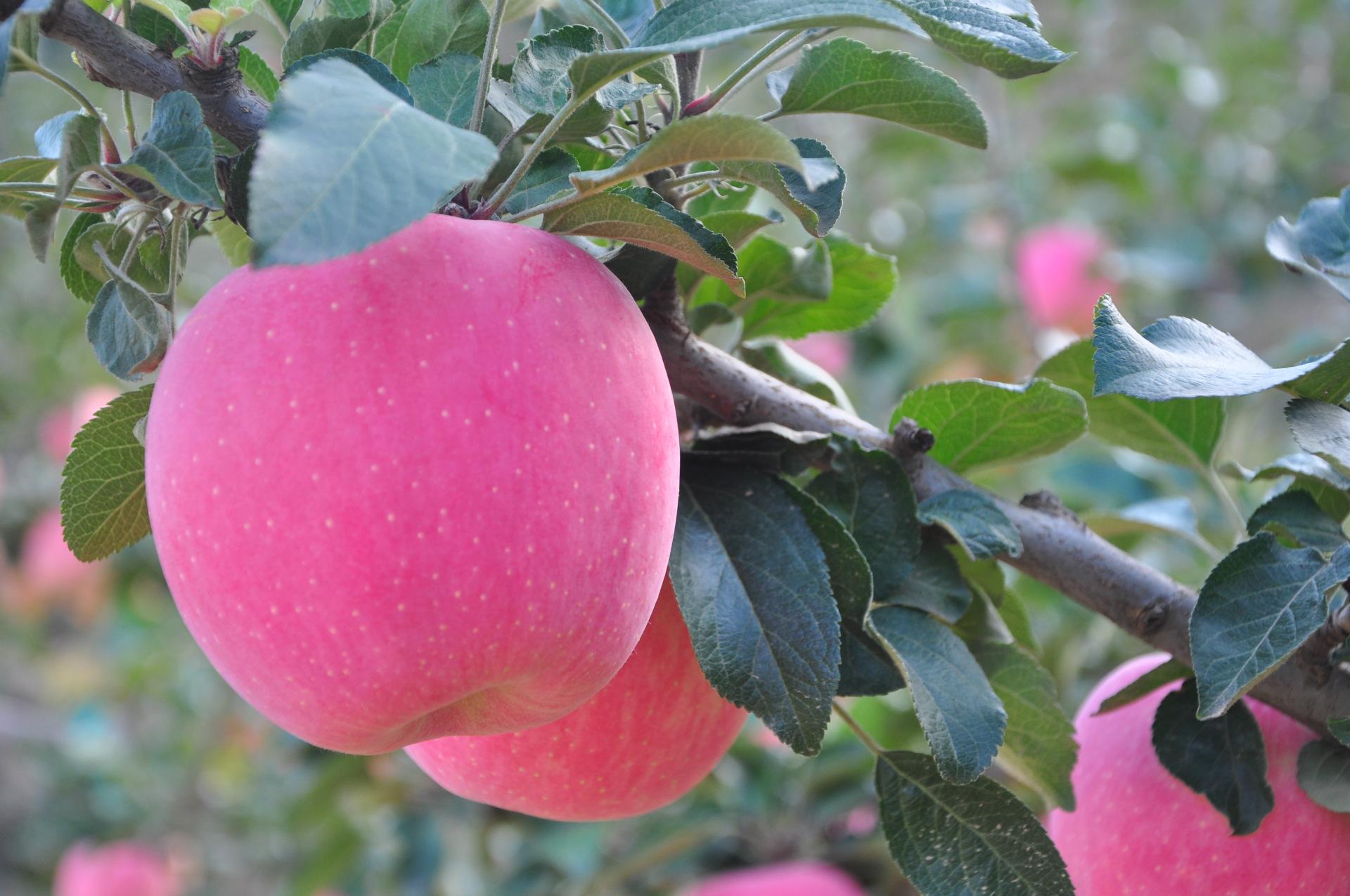 平凉苹果——40年种出的致富树