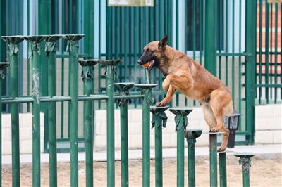 数九寒天 甘肃省消防总队搜救犬苦练“身手”（组图）