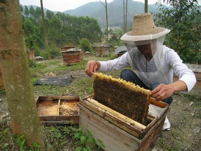 陇南康县中蜂养殖拓宽群众致富路