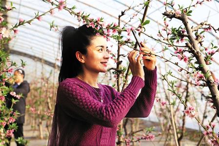 张掖市甘州区：油桃花开迎新春