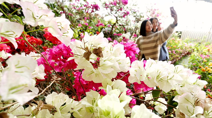 【新春走基层】喜迎新春  万盆鲜花为张掖化彩妆