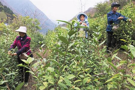 陇南市武都区枫相乡张家院茶农正在采摘清明前绿茶