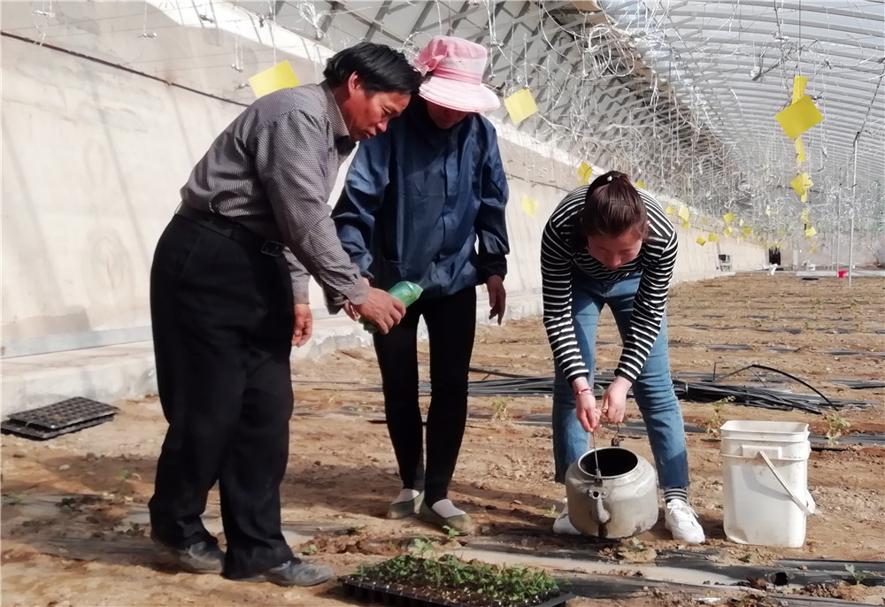 发展高效设施农业——玉门市柳湖镇为贫困户找到脱贫致富突破口（图）