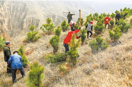 庆阳宁县组织群众植树（图）