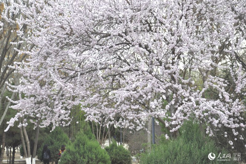 银川市区公园一角满眼春色。吴隆重 摄