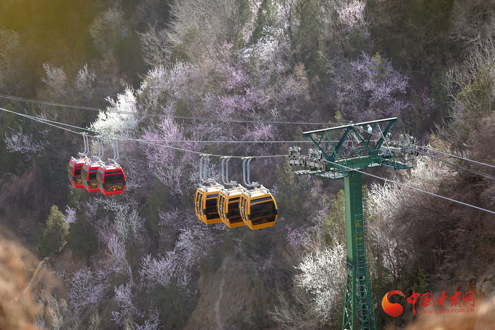 寻芳兰州|白塔山间觅花海 黄河两岸寻绿柳（组图）