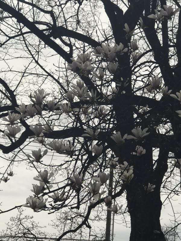 麦积区举行“赏古玉兰·迎花朝节”双柯芳兰文化旅游宣传活动