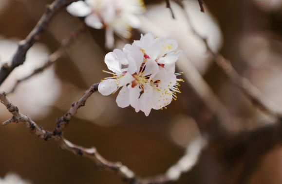 寻芳兰州|白塔山间觅花海 黄河两岸寻绿柳（组图）