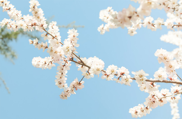 寻芳兰州｜满园春色 春天的花是冬天的梦（组图）
