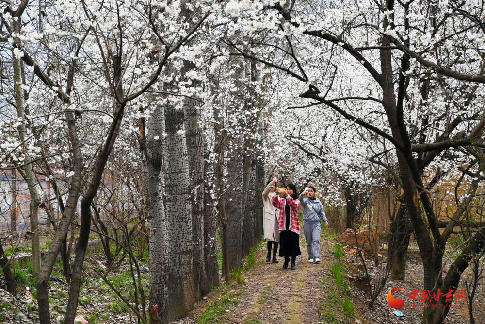 陇南成县：氤氲芳华又一春（组图） 