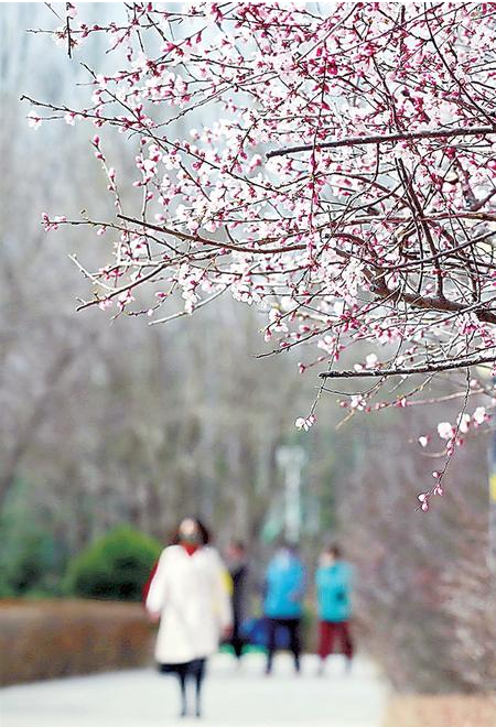 平凉市城区柳枝吐绿 桃花绽红（图）