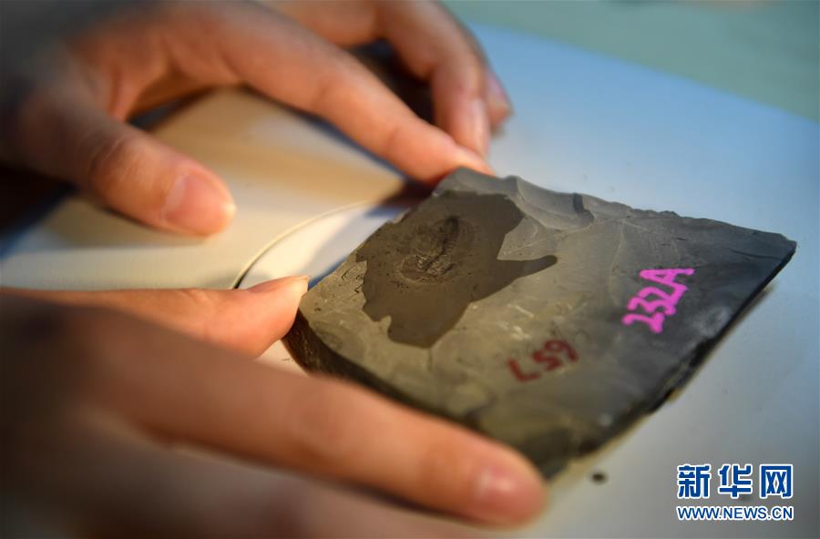 (新华全媒头条·图文互动)(8)探寻5亿年前“生命大爆炸”之奥秘——中国科学家发现寒武纪“化石宝库”清江生物群纪实