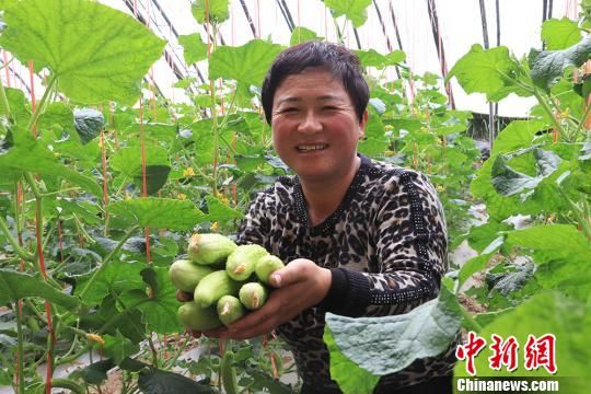 孙治权的妻子侯晓莉采摘黄瓜。 盘小美 摄 孙治权的妻子侯晓莉采摘黄瓜。 盘小美 摄