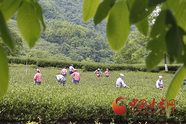 甘肃最好的茶叶