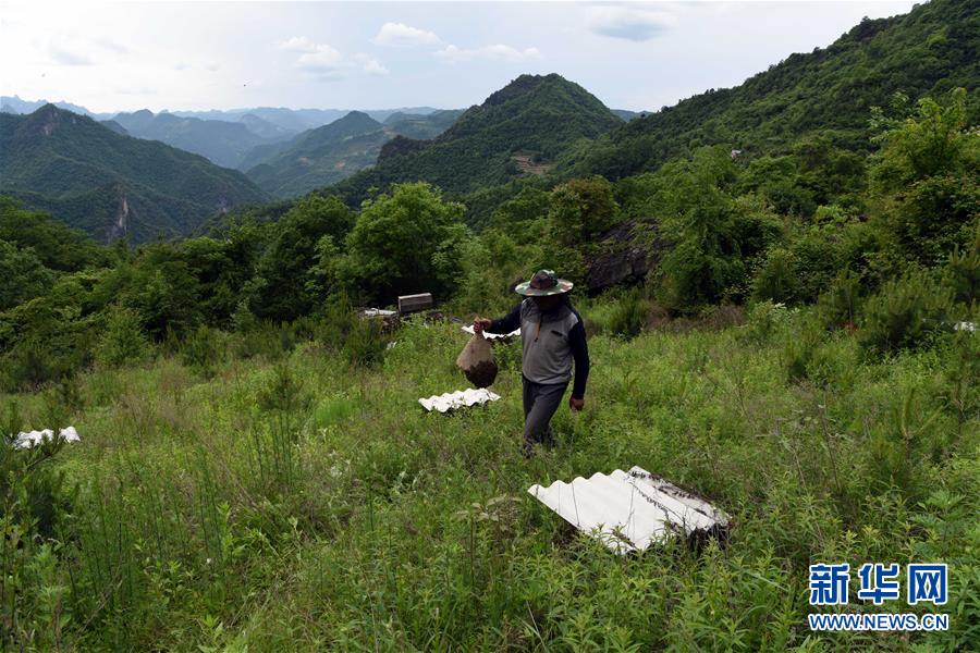 (社会)(9)大山深处养蜂忙