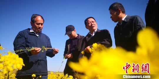 图为全国专家考察冬油菜基地。 魏建军 摄 图为全国专家考察冬油菜基地。 魏建军 摄