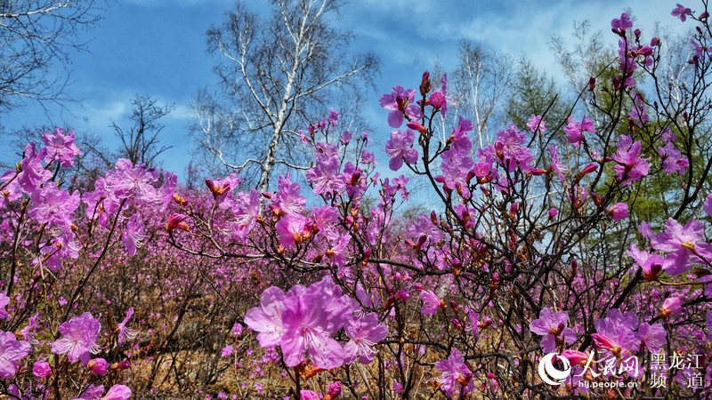 大兴安岭松岭举办第二届“杜鹃花似海 情定飞龙山”摄影节【8】