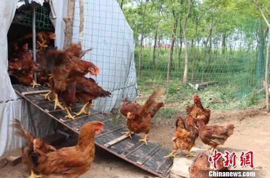 鸡群飞出鸡棚。 盘小美 摄 鸡群飞出鸡棚。 盘小美 摄
