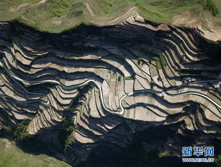 (社会)(7)甘肃陇南:套种辣椒提高效益