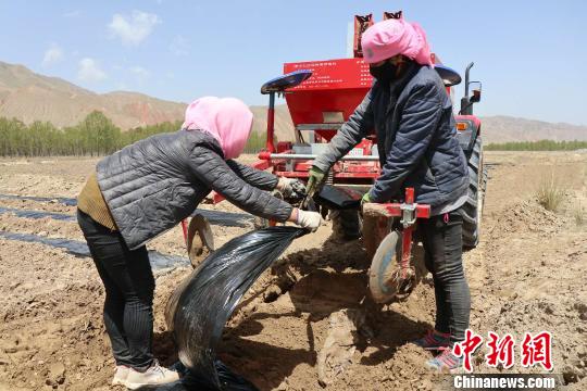 青海海南:荒山上种出“金土豆”