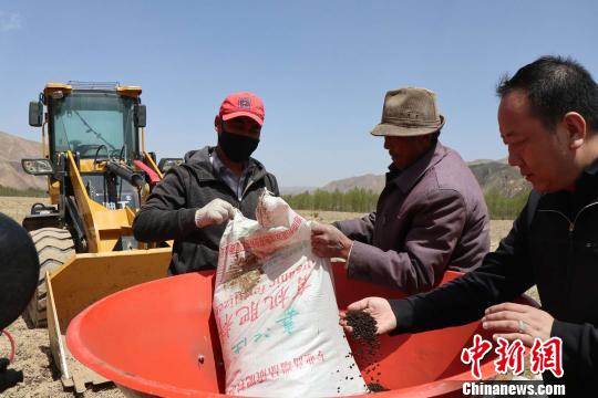 图为青海省海南州贵德县新街乡陆切村的村民们在马铃薯种植基地里进行机械种植马铃薯。　陶亚荣 摄