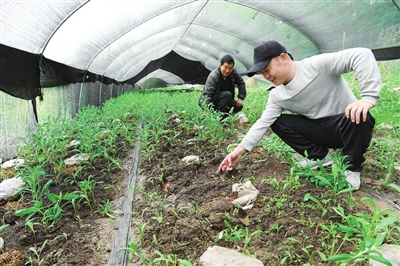 “兵哥哥”的“莓”“菌”致富梦 （图）