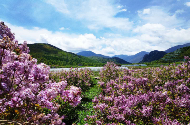 【2019全国网络媒体甘肃高校行】当药农尝百草，今来揭晓： 甘肃中医药大学教学有料 （组图）    