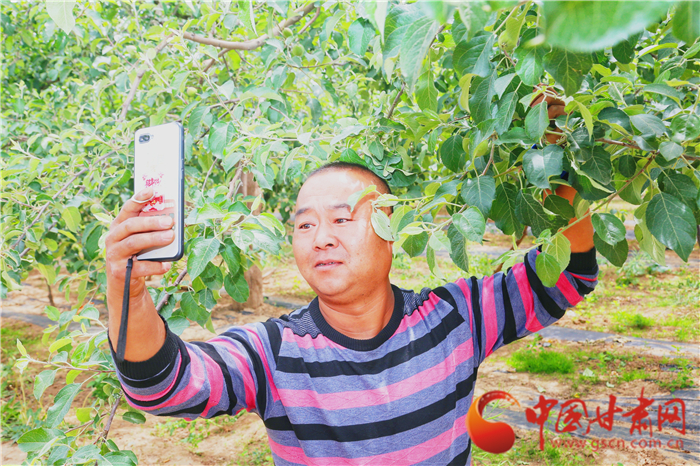 一年销售40万斤 陕西洛川苹果“大叔”种地卖果成网红（图）