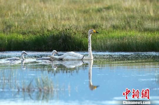 图为碌曲尕海湿地。(资料图) 张勇 摄 图为碌曲尕海湿地。(资料图) 张勇 摄