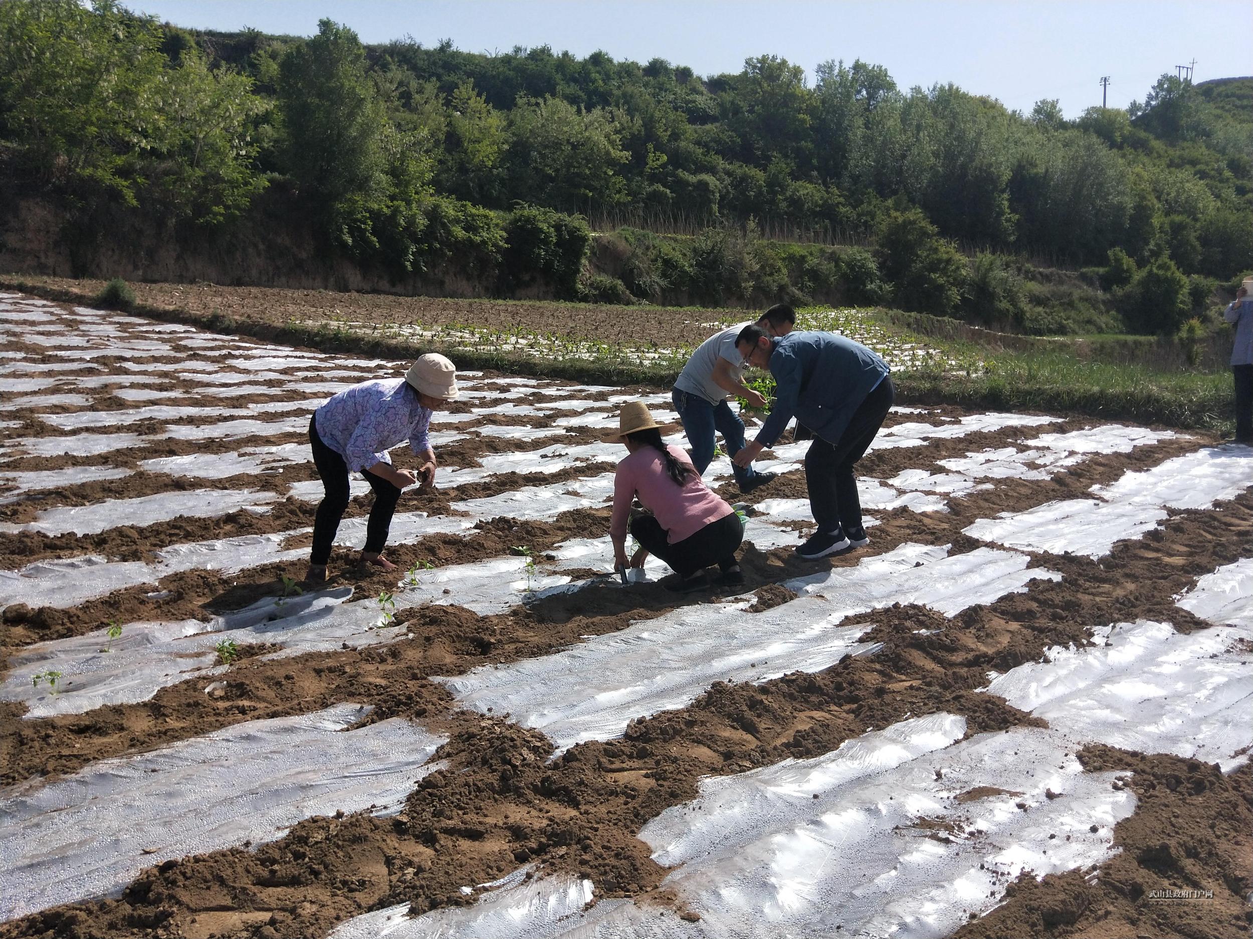 武山县继续推广示范山地辣椒种植 育苗移栽工作进展顺利