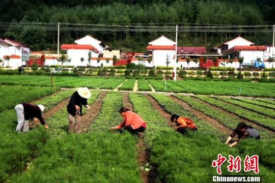 图为甘肃徽县当地苗农打理苗木。(资料图) 张承荣 摄 图为甘肃徽县当地苗农打理苗木。(资料图) 张承荣 摄